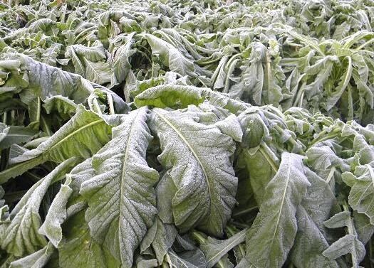 如何預防天氣較冷時蔬菜受凍？